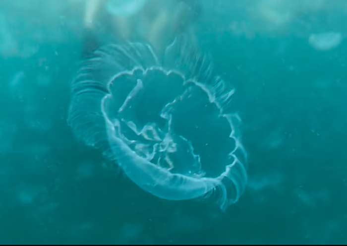Sohoton Jellyfish Sanctuary, Siargao