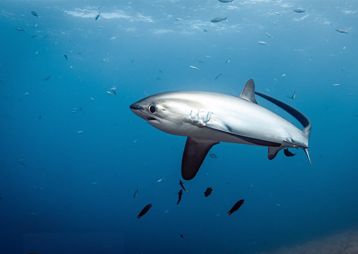 Thresher Shark