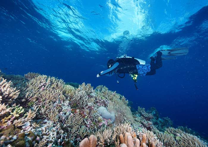 Tubbataha Reefs Natural Park, Palawan