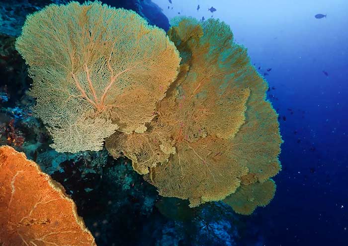Tubbataha Reefs Natural Park