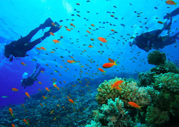 Two Peaks Coral Garden in Coron