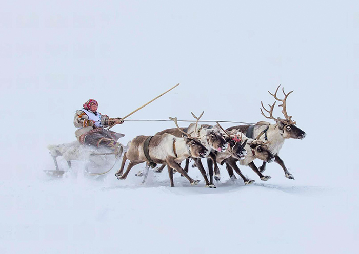 Reindeer Sledding, Murmansk