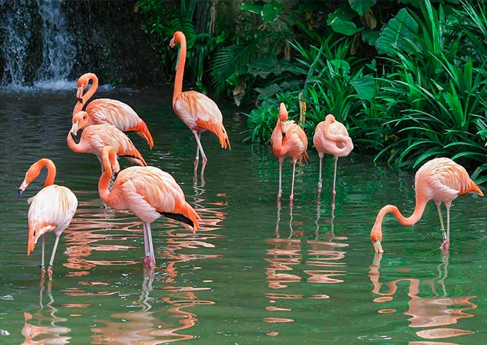 American Flamingos, Bird Paradise