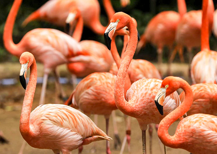 Beautiful American Flamingos