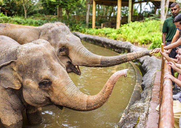 Elephant Feeding, Singapore Zoo