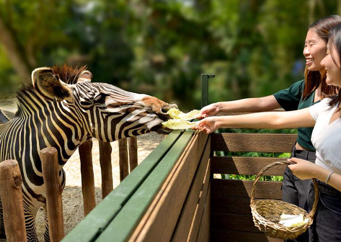 Zebra Feeding, Singapore Zoo
