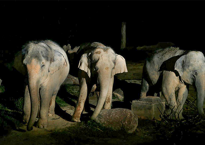Asian Elephants, Night Safari