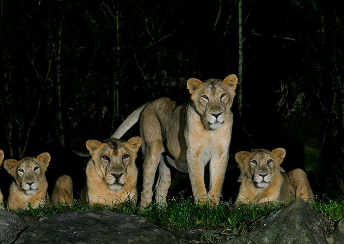 Asiatic Lions, Night Safari