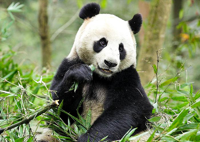 Giant Panda, River Wonders