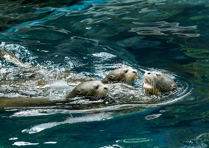 Giant River Otters, River Wonders