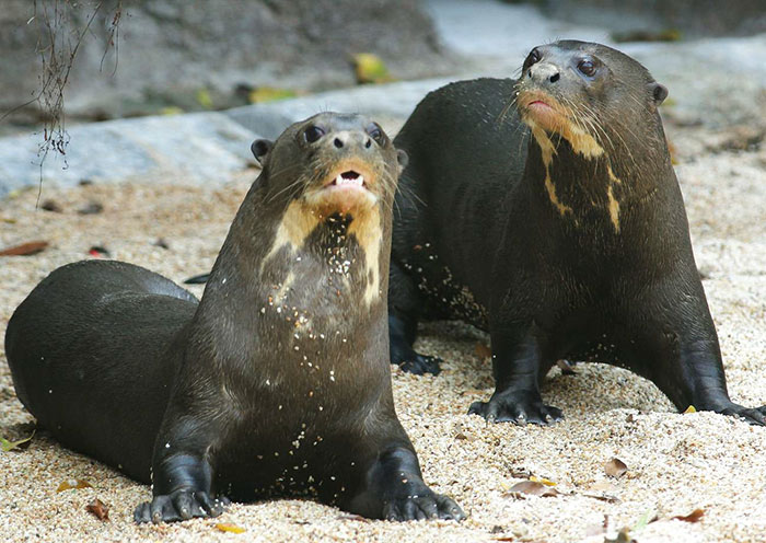 Giant River Otters, Singapore