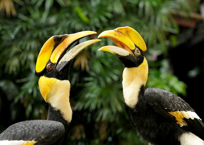 Hornbill, Bird Paradise