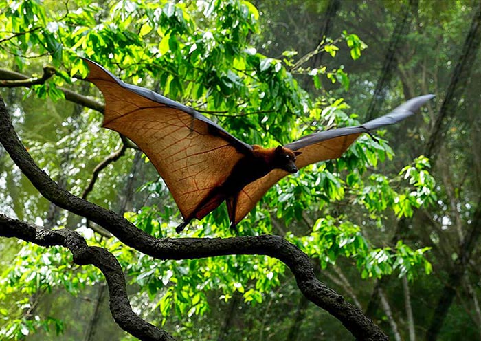 Malayan Flying Foxe, Night Safari