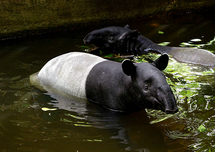 Malayan Tapir, Night Safari