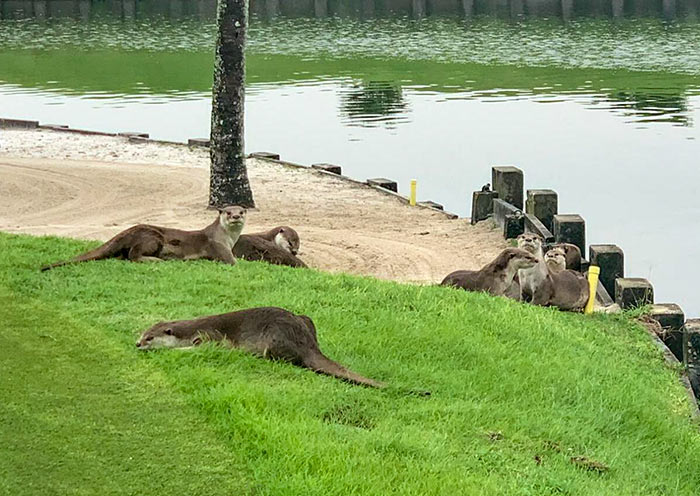 Otters at Masters Course of Laguna National 