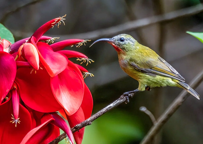 Crimson Sunbird (f), National bird of Singapore