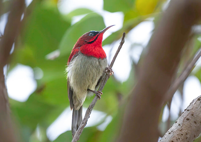 Crimson Sunbird (m), National bird of Singapore