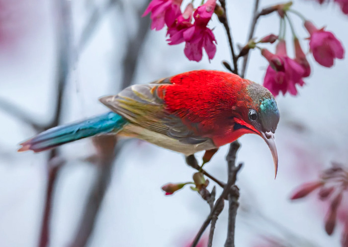 Singapore's National Bird - Crimson Sunbird