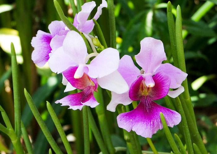 Vanda Miss Joaquim, National Flower of Singapore