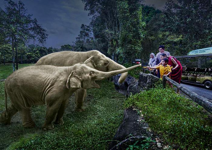 Safari Adventure Tour, Night Safari