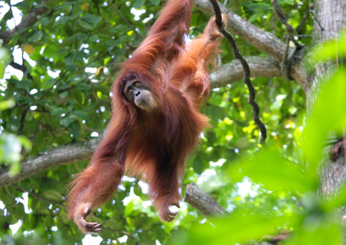 Orangutan, critically endangered by the IUCN