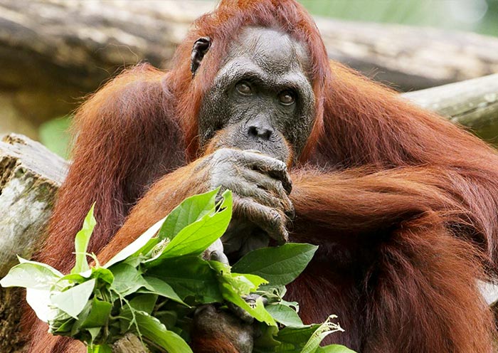 Orangutans, Asia’s only great ape & Durian lovers