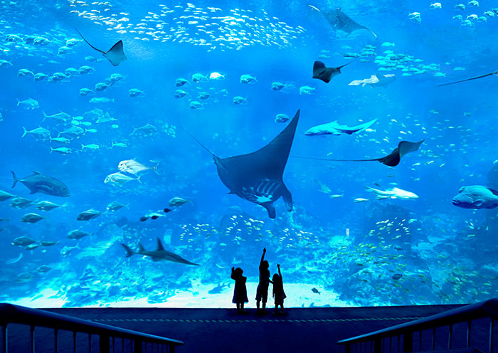 Manta Rays, Sea Aquarium Singapore