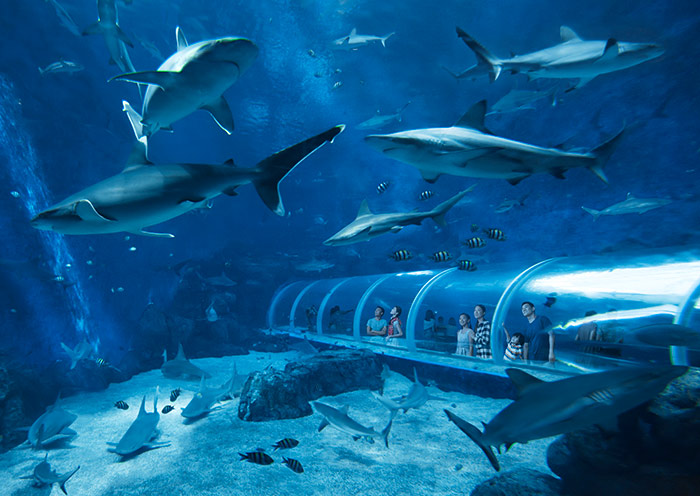 Sharks, Sea Aquarium Singapore
