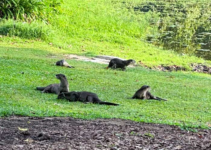 Meet Otters in Singapore Botanic Gardens