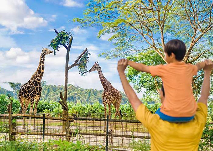 See the giraffes in Singapore Zoo