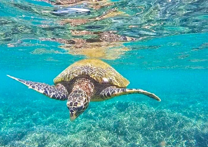 Turtles at Bentota Beach