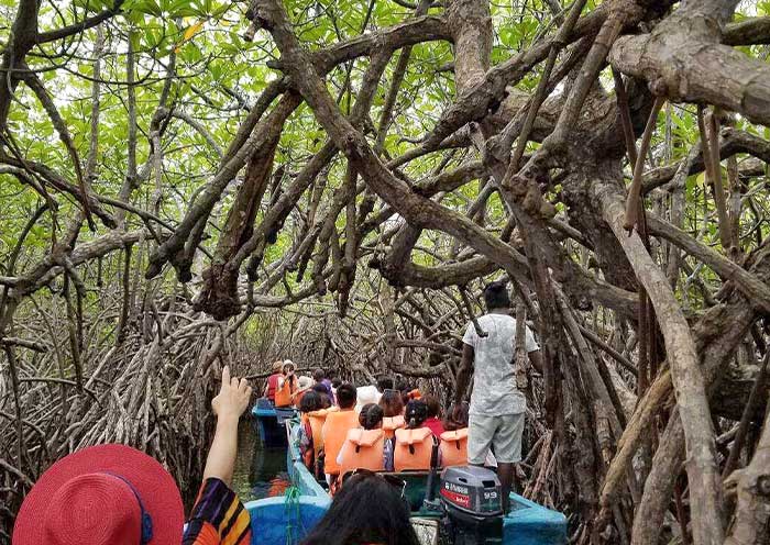 Enjoy the pleasure of the Bentota Madu River Safari