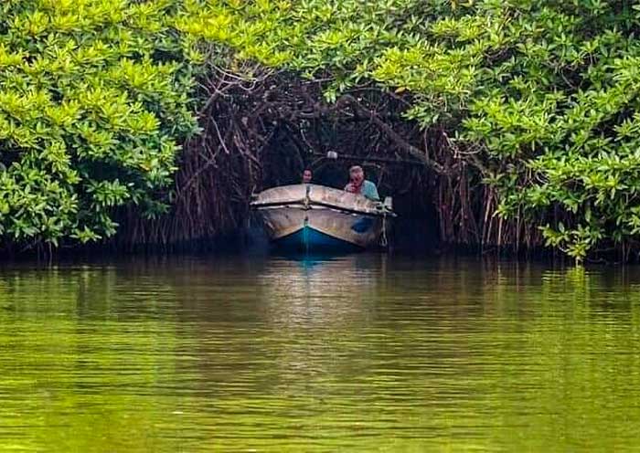 Embark on a Madu River Safari to explore the mangroves