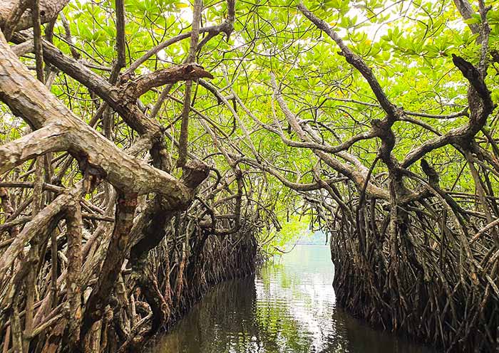 Crossing the mangroves during the Bentota Madu River Safari
