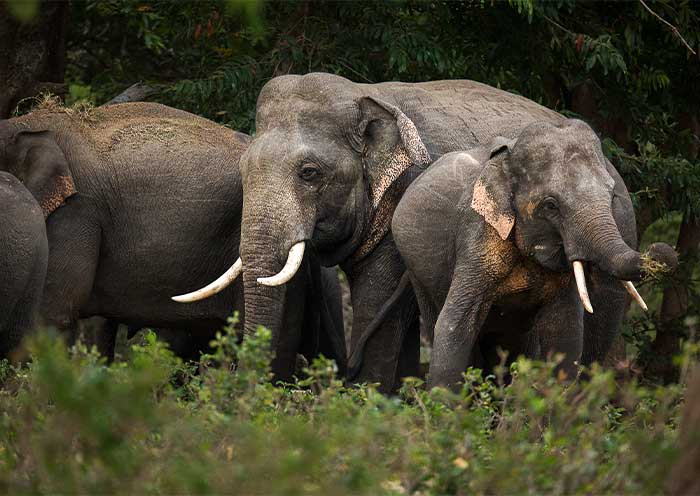 Wild elephants  on Udawalawe National Park 