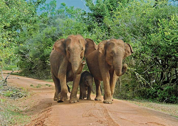 Elephants in Yala National Park
