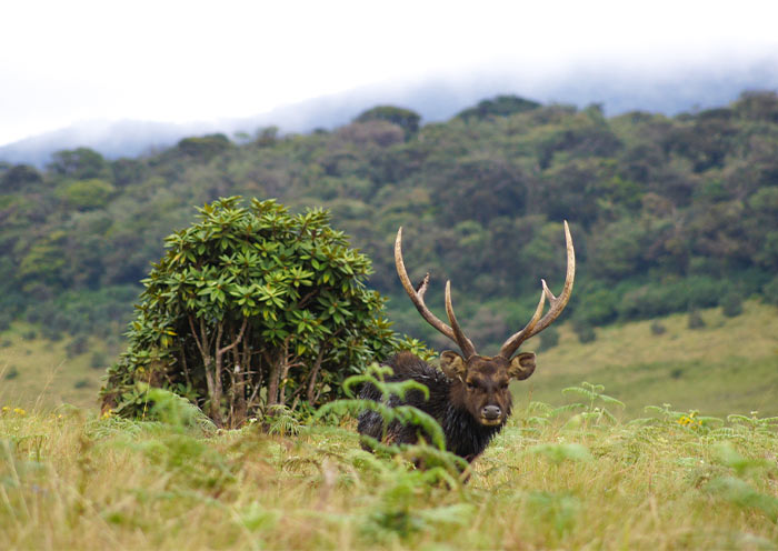 Horton Plains National Park