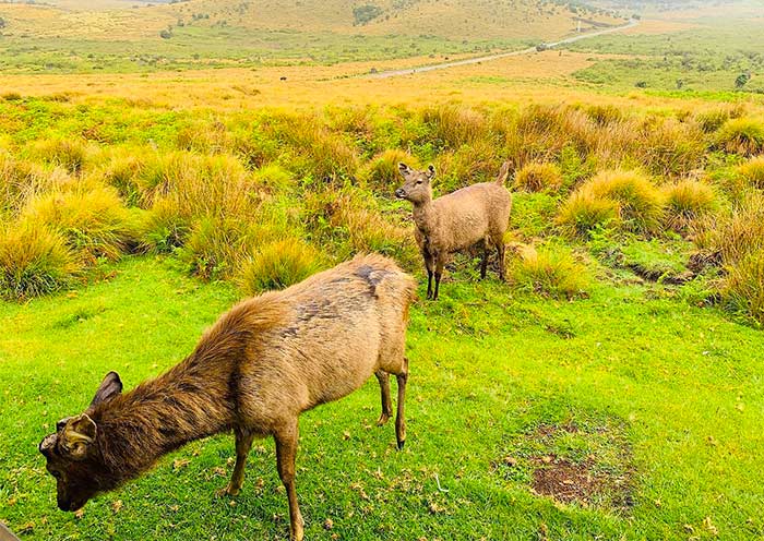 Horton Plains National Park
