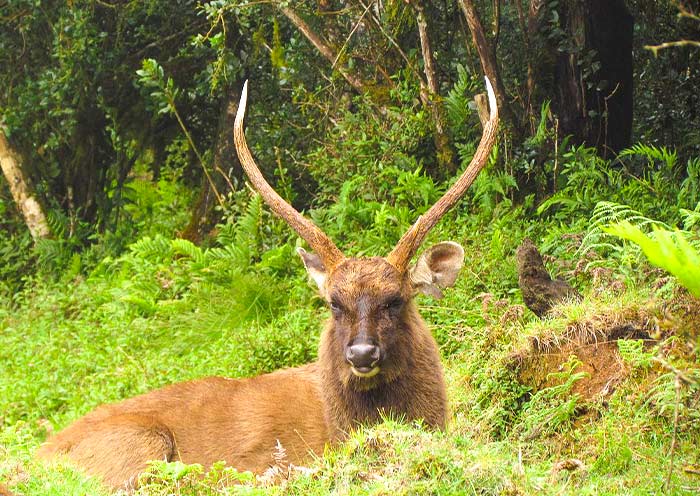 Horton Plains National Park