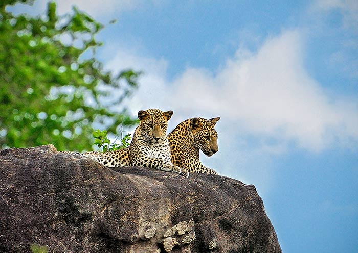 Spot Leopards in Yala National Park