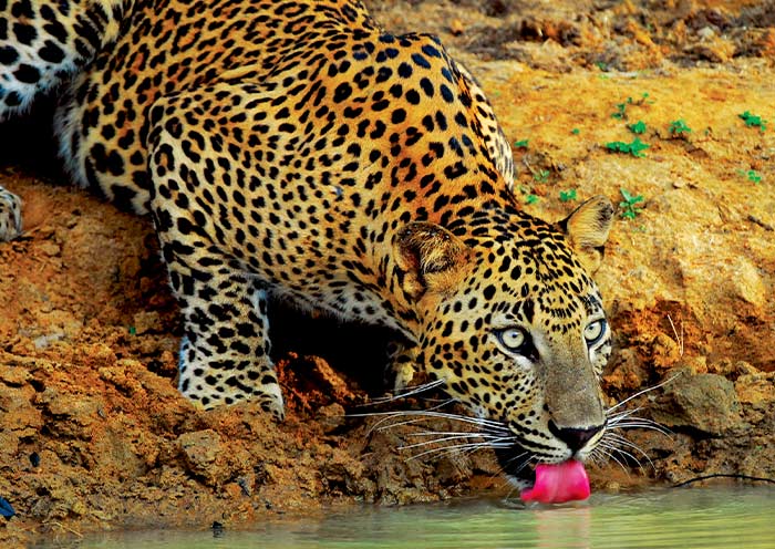 The Leopards in Yala National Park