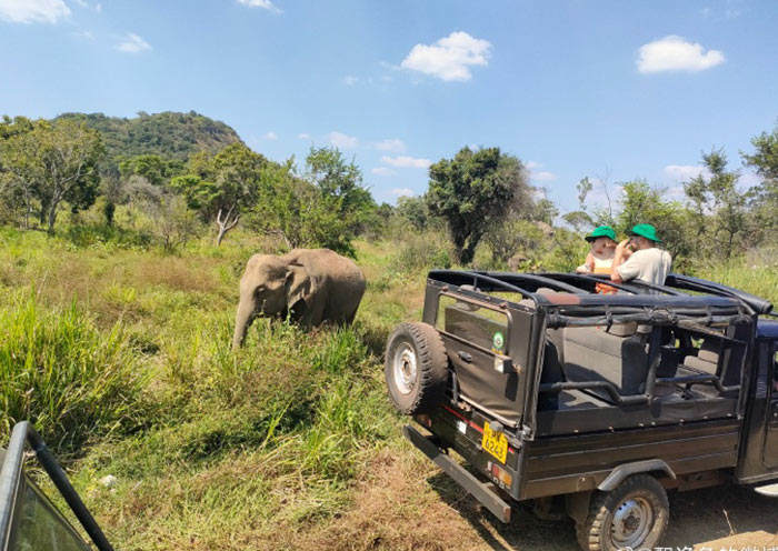 Minneriya National Park, Sri Lanka
