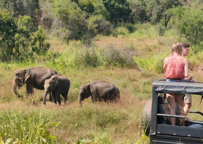 Minneriya National Park is renowned for its gathering of elephants