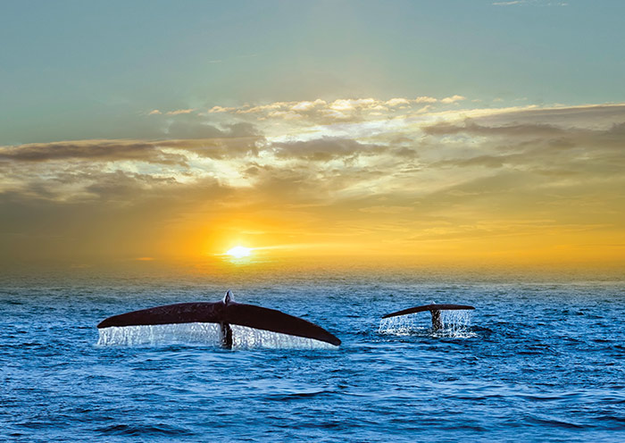 Mirissa is an excellent location for whale-watching in Sri Lanka