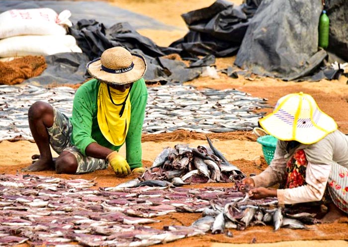 Negombo Fish Market