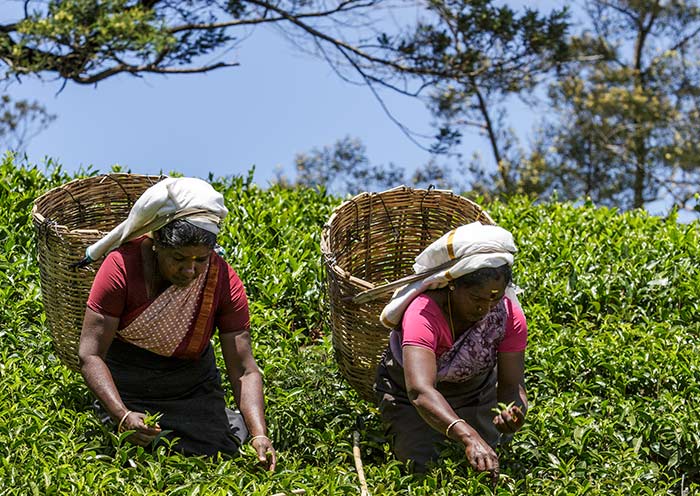 Experience tea plucking in Nuwara Eliya