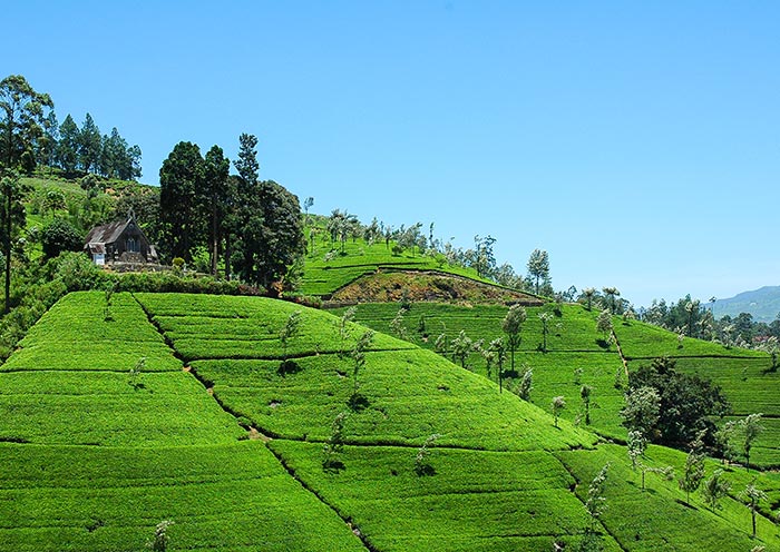 The enchanting beauty of tea plantations in Nuwara Eliya