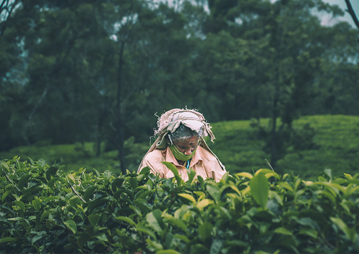 Tea Plantation near Nuwara Eliya