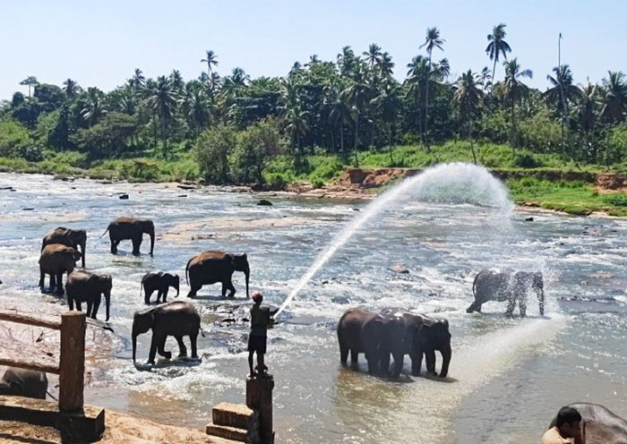 Pinnawala Elephant Orphanage