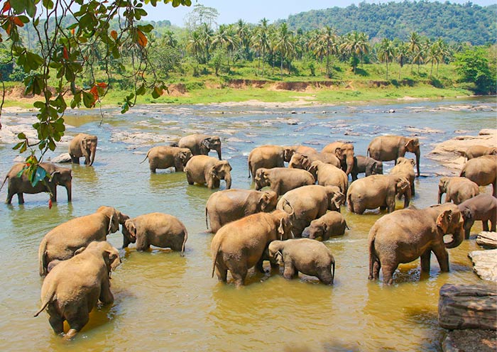 Pinnawala Elephant Orphanage